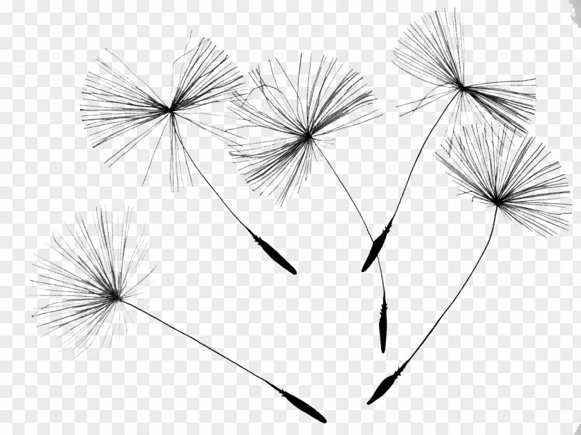 Drift Dandelion Common Drawing Flower Seed PNG