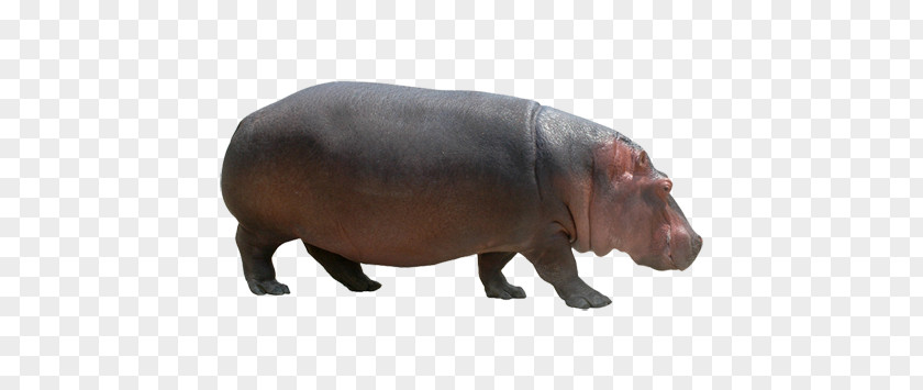 Hippo PNG clipart PNG