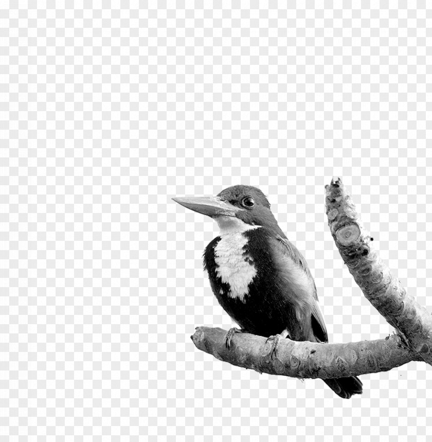 M Fauna Feather Beak Black & White PNG