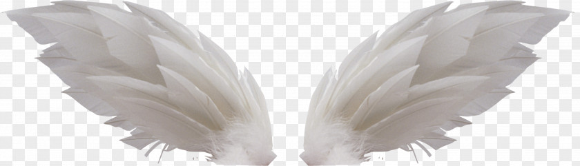 White Wings Wing Clip Art PNG