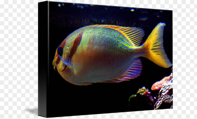 Amaze Aquarium Marine Biology Coral Reef Fish Angelfishes PNG