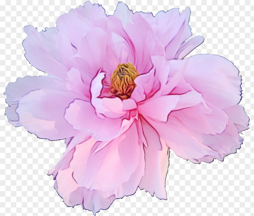 Flower Pink Petal Plant Common Peony PNG