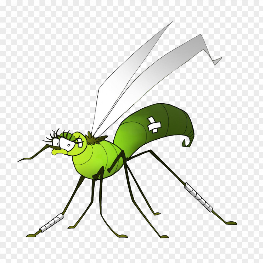 Mosquito Insect Dengue West Nile Fever Virus PNG