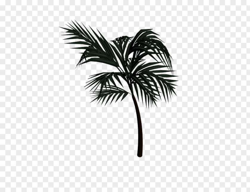 TREE 3D Asian Palmyra Palm Arecaceae Date Leaf Drawing PNG