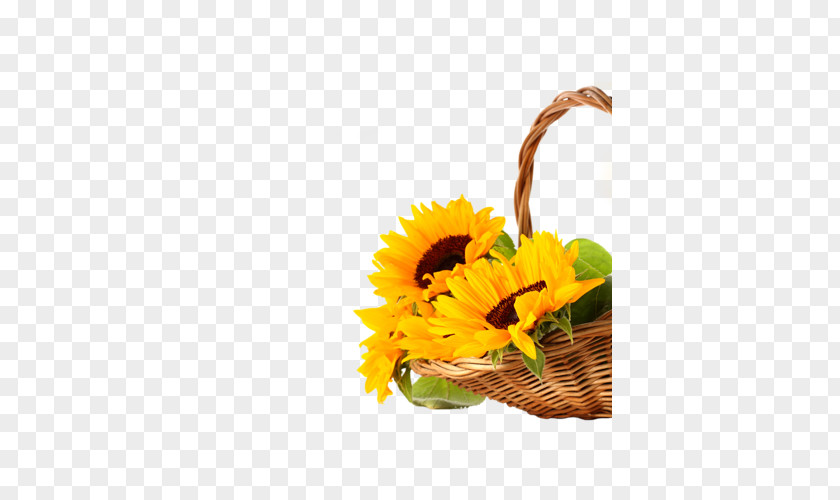 Desktop Wallpaper Common Sunflower High-definition Television 1080p Video PNG