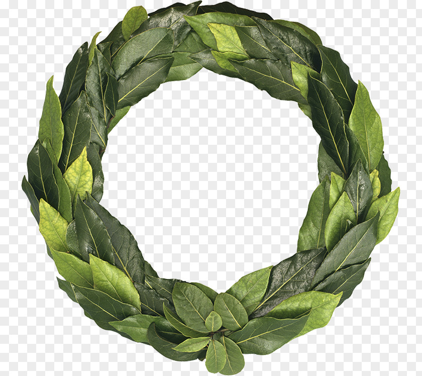 Leaf Ancient Greece Laurel Wreath Olive PNG