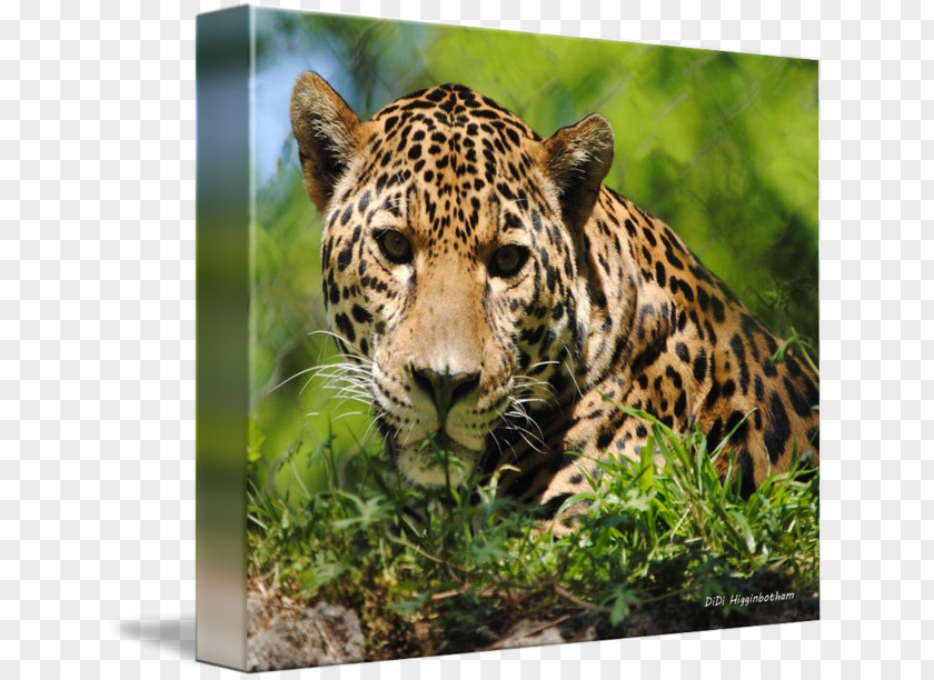 Leopard Jaguar Cheetah Canvas Print Whiskers PNG