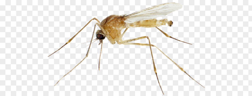 Mosquito Control Yellow Fever Fly Insect PNG
