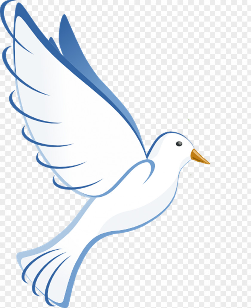 Pigeon Columbidae Clip Art PNG