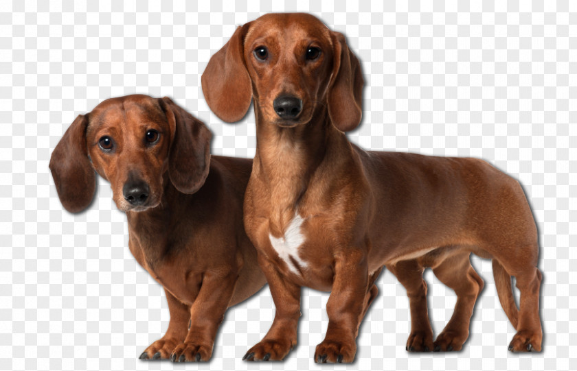 Dogs Dachshund Basset Hound Dalmatian Dog Puppy Bloodhound PNG