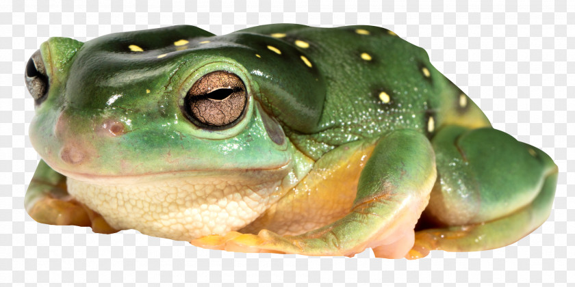 Frog Edible Amphibian True PNG