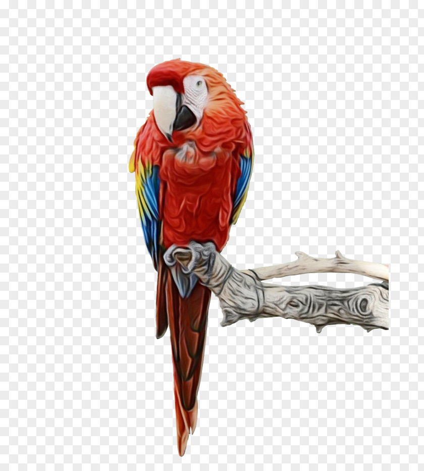 Macaw Bird Clip Art Image PNG