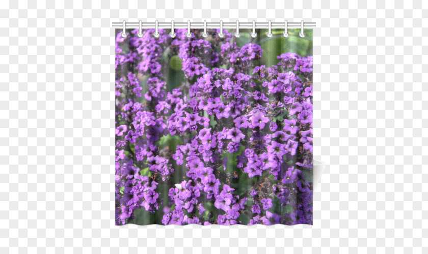 Violet English Lavender Purple Larkspur Canvas Print PNG