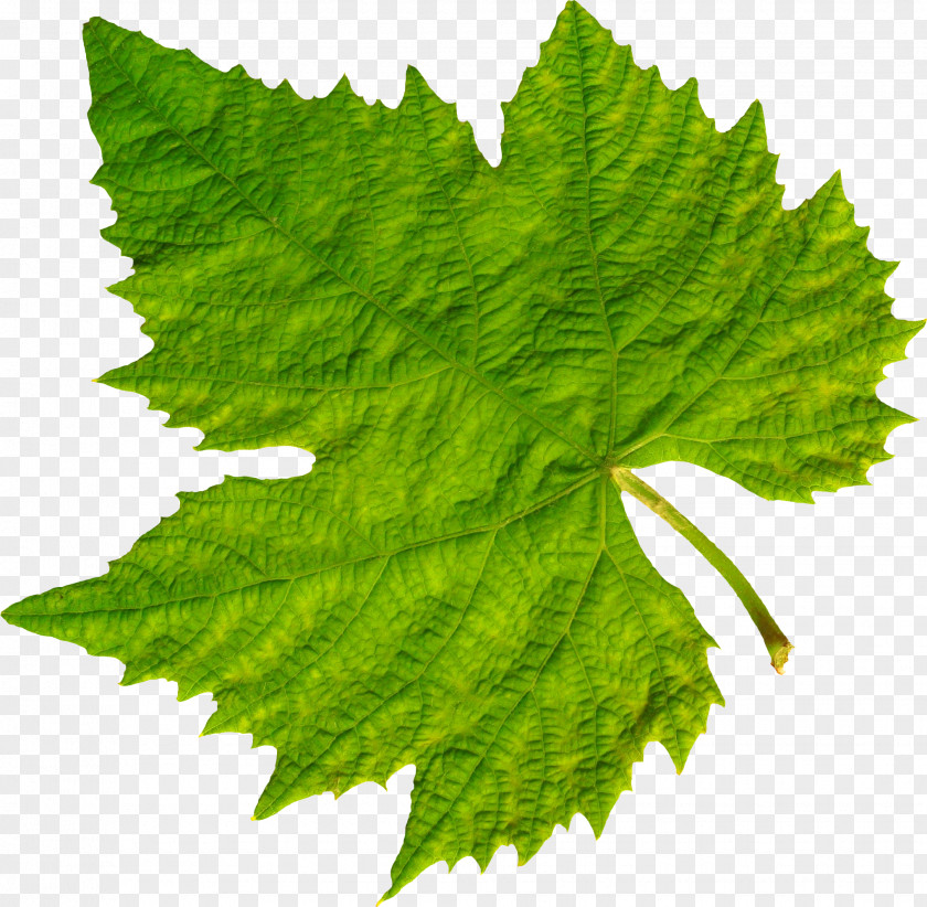 Grape Common Vine Leaves Clip Art PNG