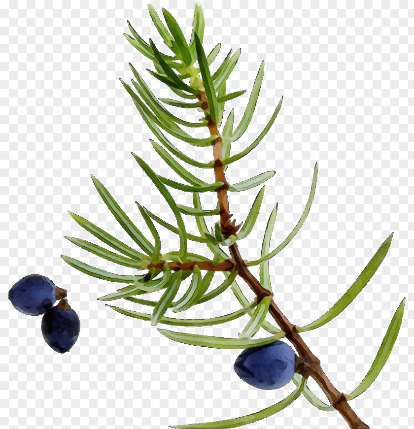 Juniper Woody Plant Tree Jack Pine American Larch Prostrate PNG