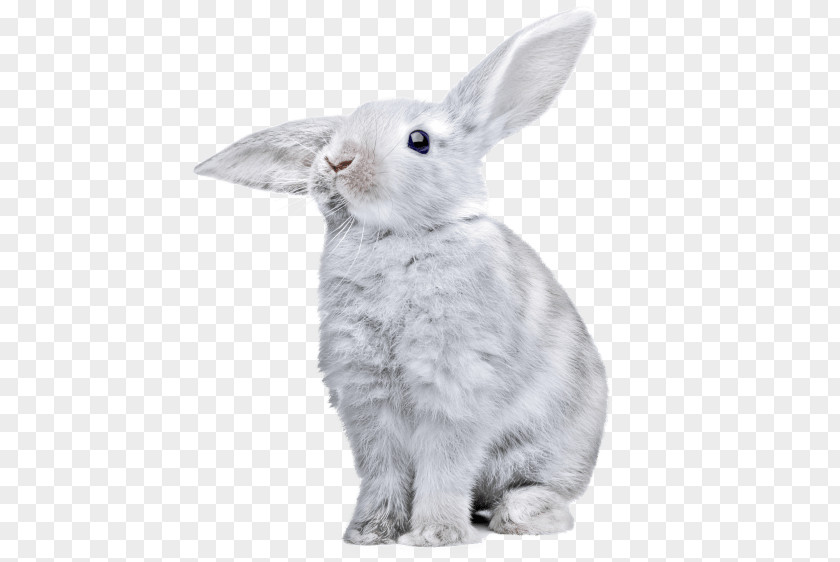 Rabbit Hare European Domestic PNG