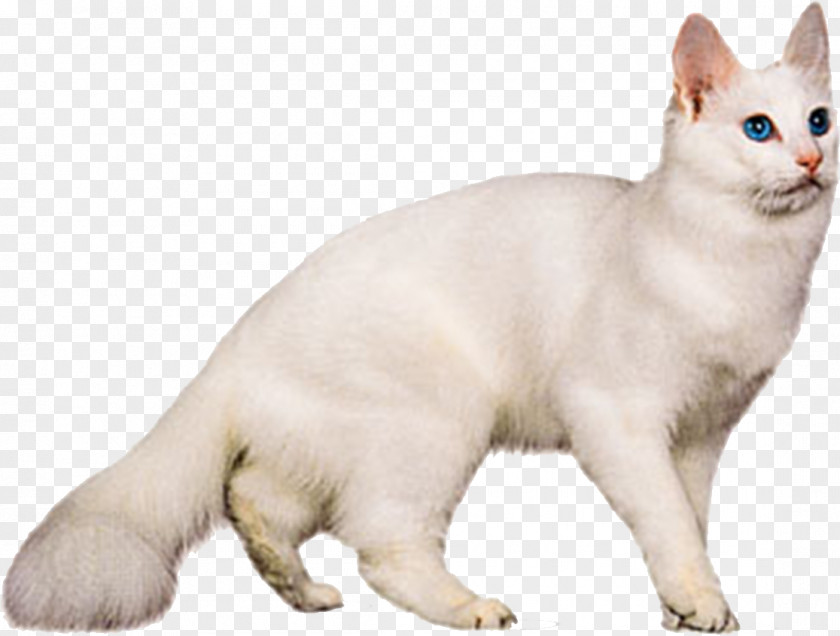White Cat Turkish Angora Van Maine Coon Food Breed PNG