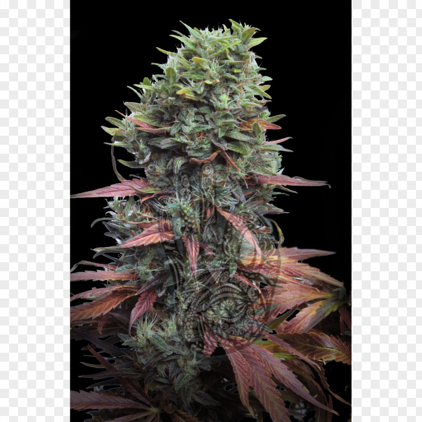 Cannabis Sativa Grow Shop Seed Marijuana PNG
