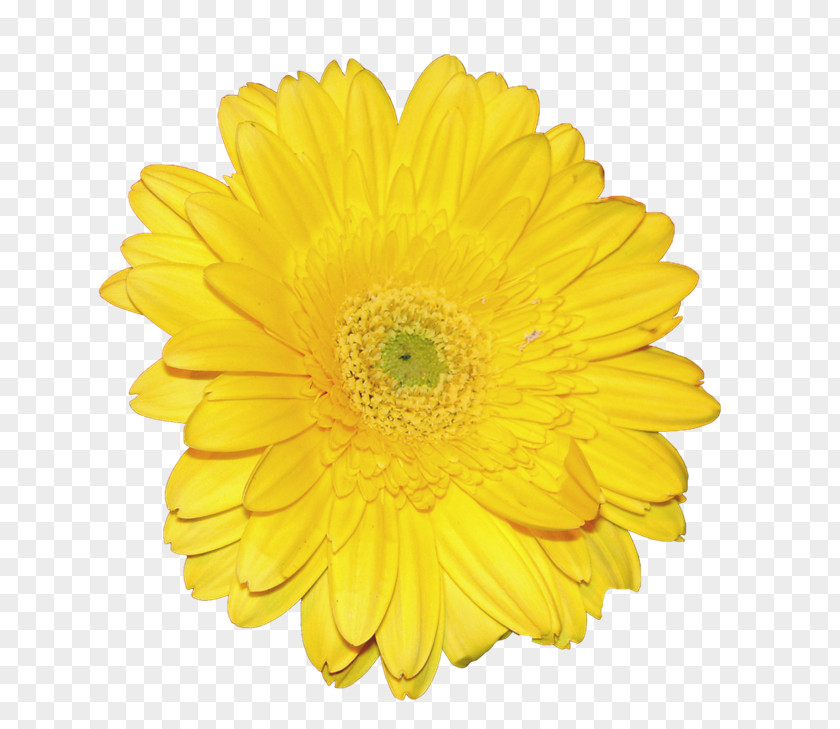 Chrysanthemum Flower Yellow Icon PNG