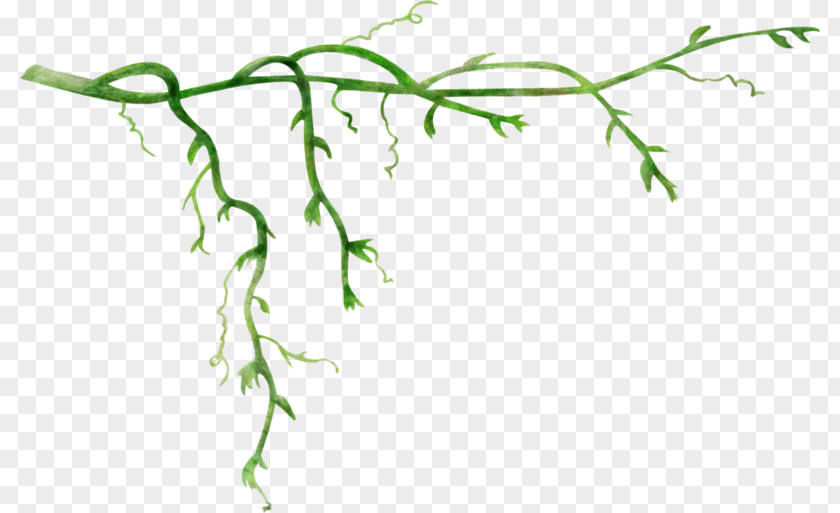 Hanging Plants Vines Clip Art Image Vector Graphics Illustration PNG