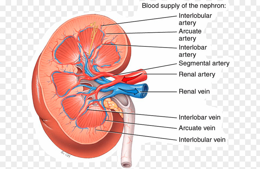 Heart Principles Of Anatomy And Physiology Kidney Renal Artery Human Body PNG