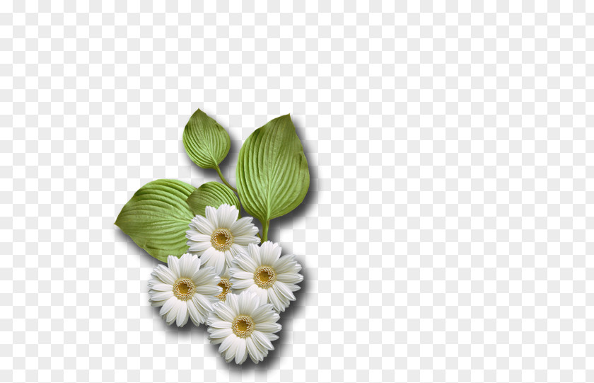 Papatya Cut Flowers Petal PNG