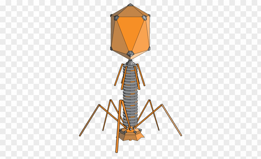 Science Hershey–Chase Experiment Bacteriophage Bacteria Virus PNG