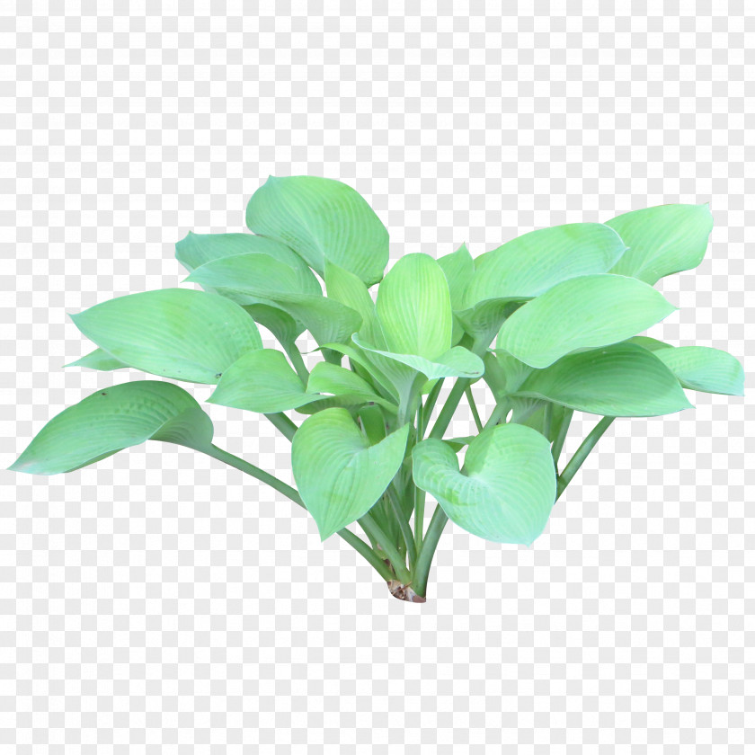 Bushes Plantain Lilies Shrub Tree PNG