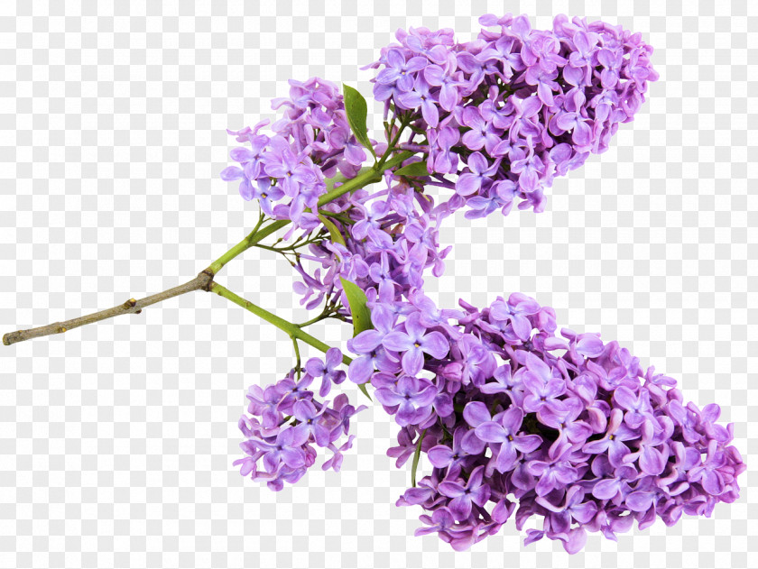 Flower Common Lilac Clip Art Garden PNG