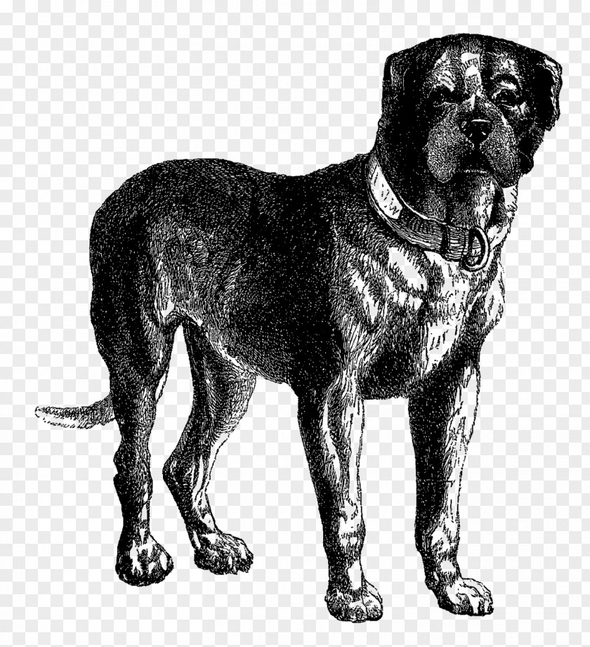 Mastiff Dog Cliparts English Neapolitan Tibetan Bullmastiff Great Dane PNG