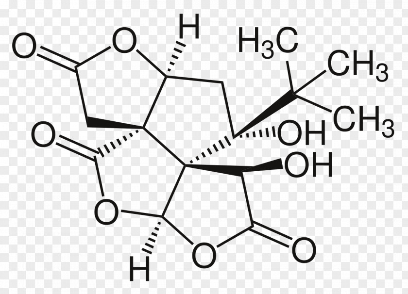 Overlooking Ginkgo Tree Ginkgolide Butyl Group Bilobalide Acrylate PNG