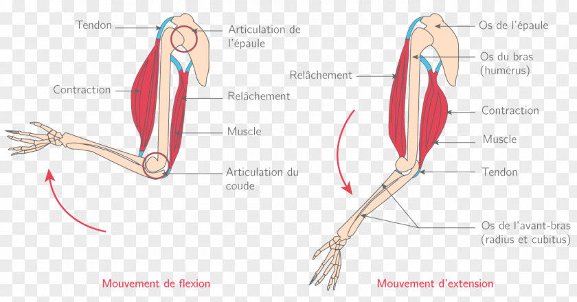 Arm Thumb Muscle Joint Muscular System Élongation Musculaire PNG