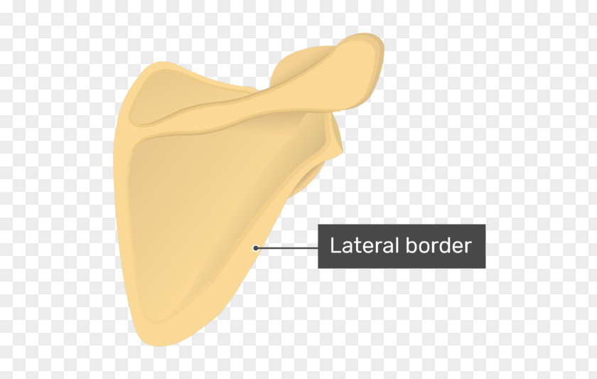Axillary Anatomy Scapula Surface Human Bone PNG