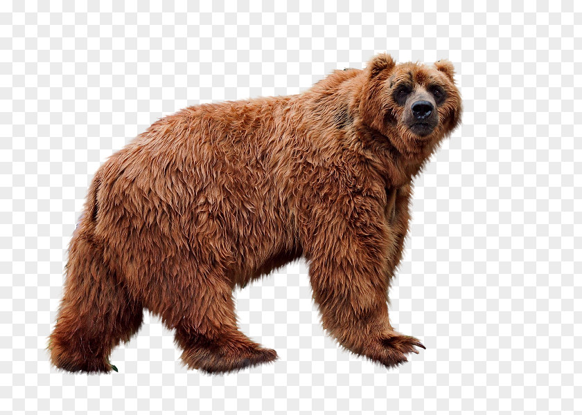 Bear Grizzly Brown Animal PNG