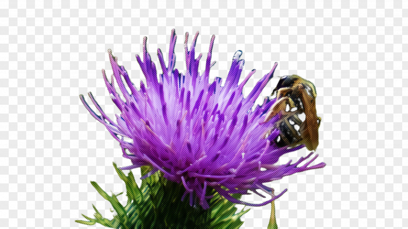 European Marsh Thistle Flower Greater Burdock Plant PNG