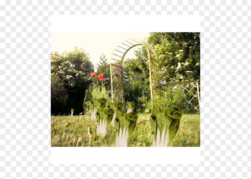 Plant Community Vegetation Garden Flora Landscape PNG