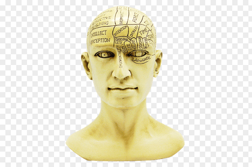 Skull Phrenology Forehead Jaw PNG
