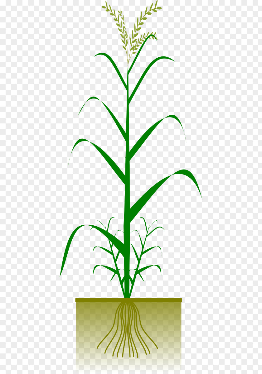 Cereal Pictures Maize Plant Clip Art PNG
