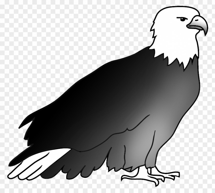 Eagle Bald Drawing Hawk Beak PNG