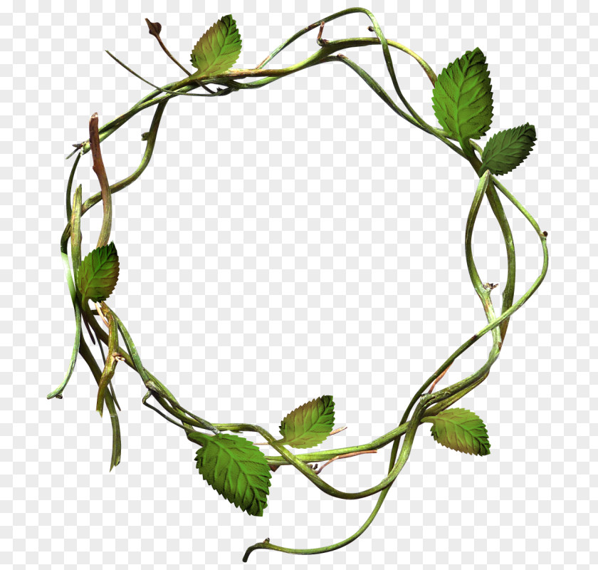 Leaf Vine Twig Plant Stem PNG