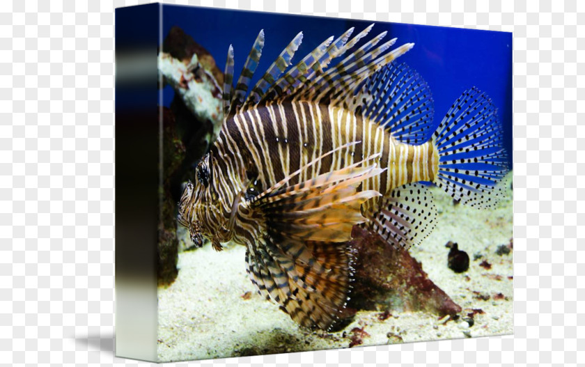 Lion Fish Lionfish Marine Biology Coral Reef Fauna PNG