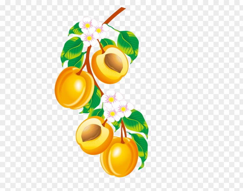 Peach Vector Fruit Apricot Drawing Clip Art PNG