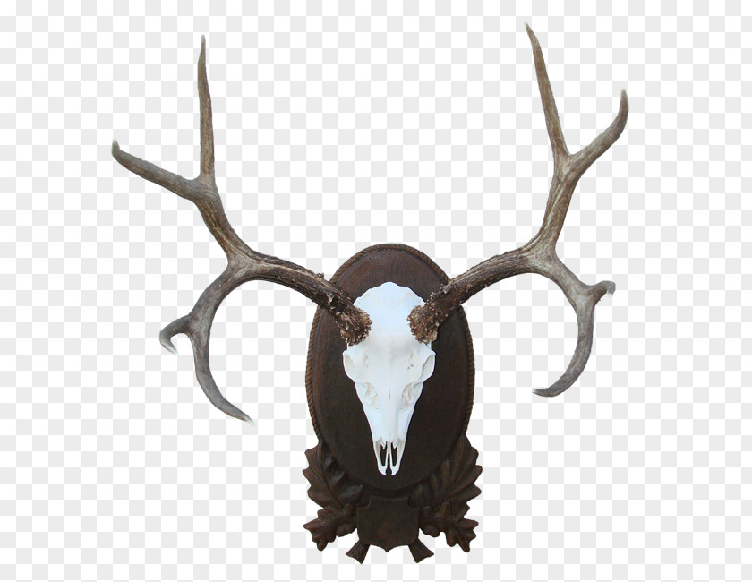 Reindeer Elk Trophy Hunting Cattle Horn PNG