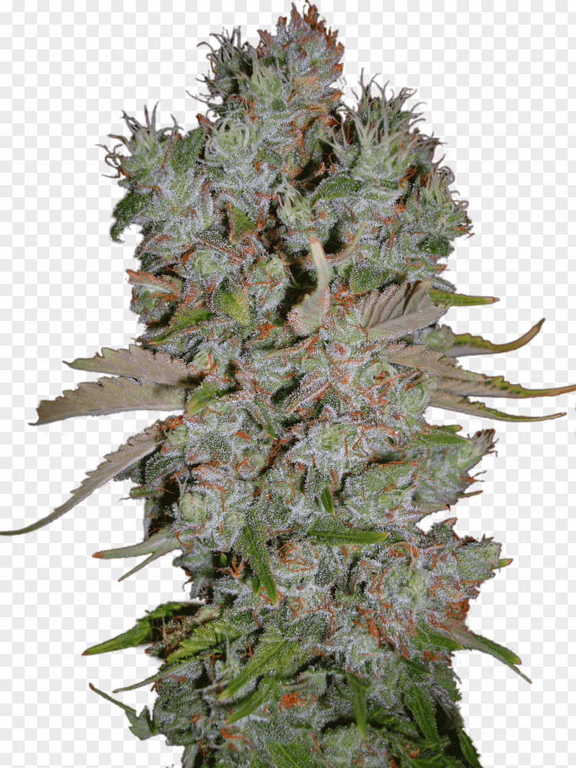 Skunk Marijuana Autoflowering Cannabis Blueberry Ruderalis PNG