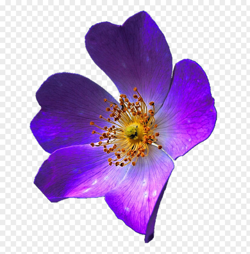 Anemone Violet Purple Lilac Lavender Flower PNG