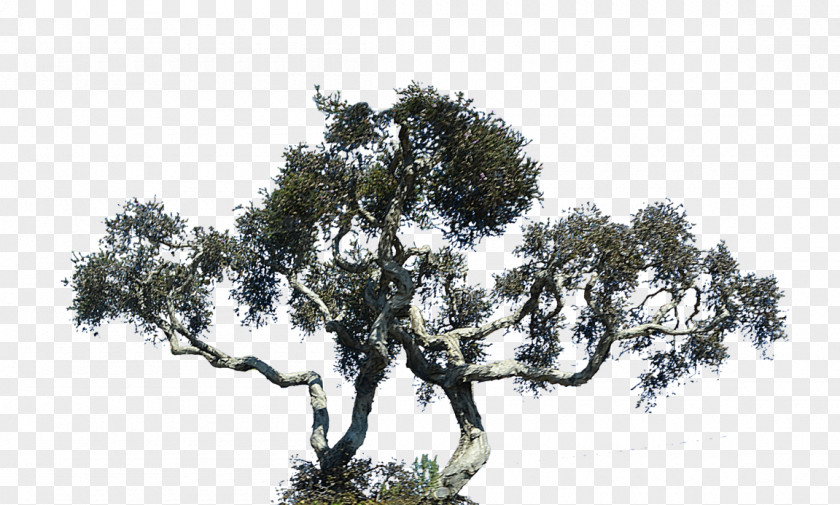 Cypress Shrubs Lone Oak Tree Cupressus PNG