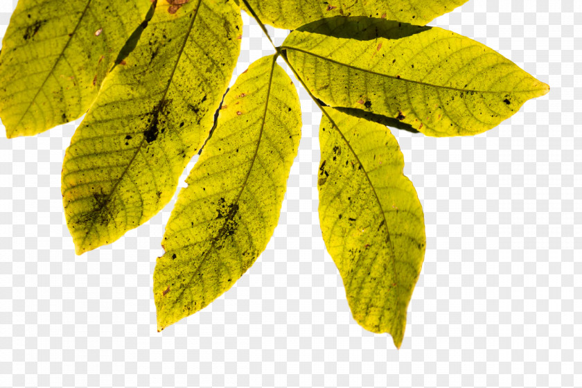 Leaf Science Plants Plant Structure Biology PNG