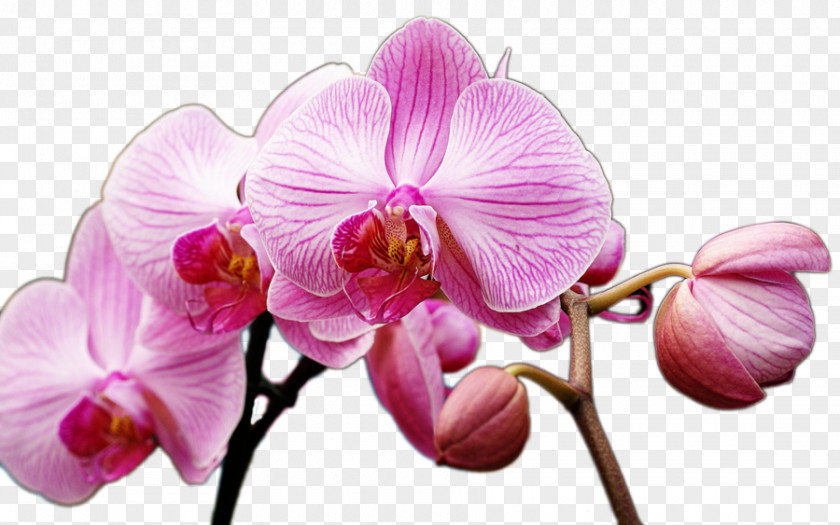 Pink Flower Desktop Wallpaper Orchids Blessing Boat Orchid PNG