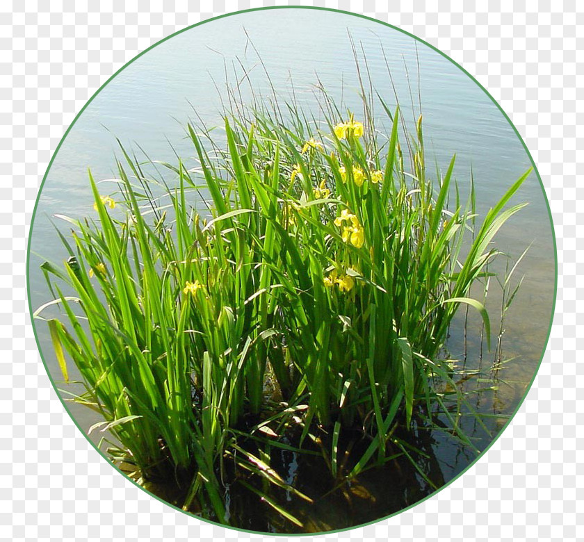 Plant Iris Pseudacorus Sweet Flag Aquatic Plants Herbaceous PNG