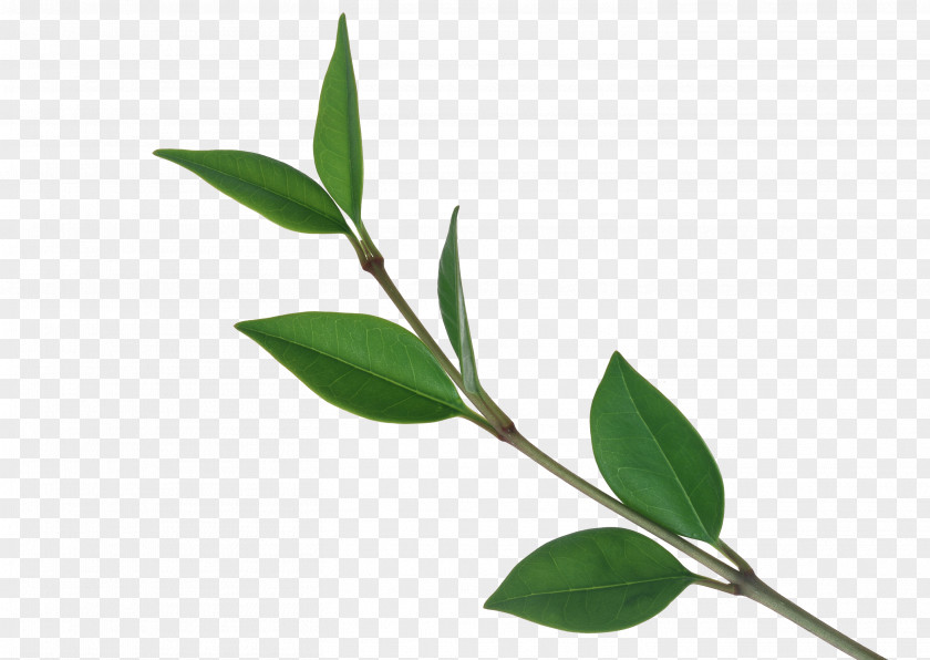 Tea Tree Branches Leaf Computer File PNG
